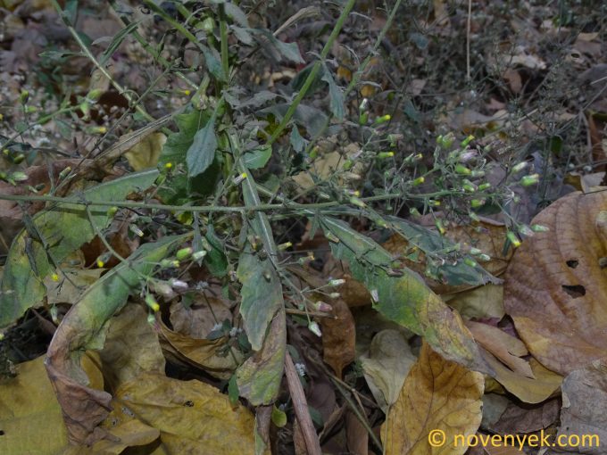 Image of plant Blumea paniculata