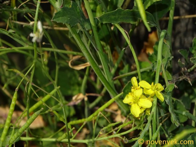 Image of plant Brassica fruticulosa