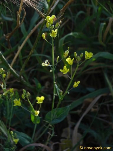Image of plant Brassica oleracea