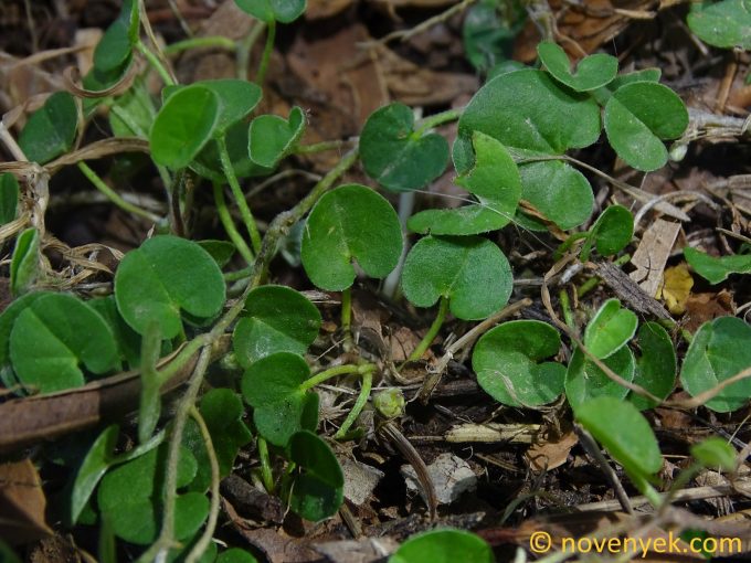 Image of plant Dichondra micrantha