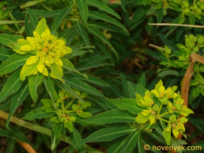Image of plant Euphorbia bivonae