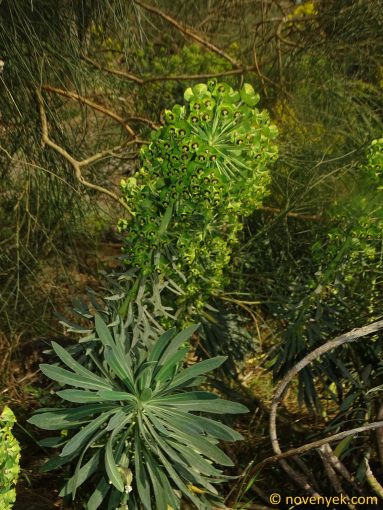 Image of plant Euphorbia characias
