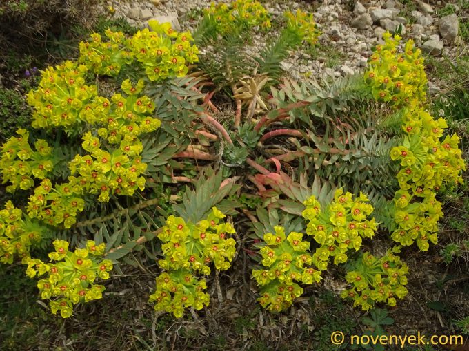 Image of plant Euphorbia rigida