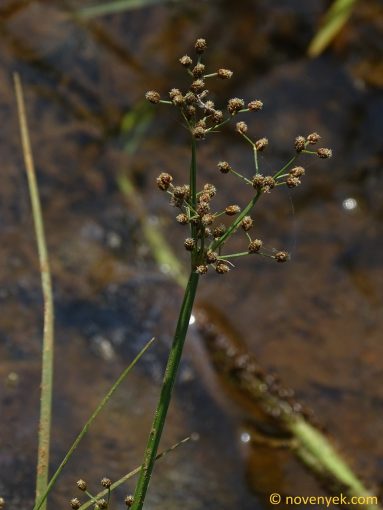 Image of plant Fimbristylis quinquangularis