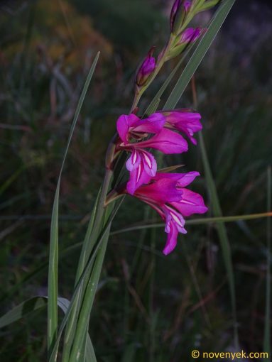 Image of plant Gladiolus communis
