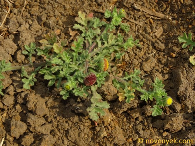 Image of plant Grangea maderaspatana