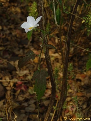 Image of plant Hibiscus hirtus