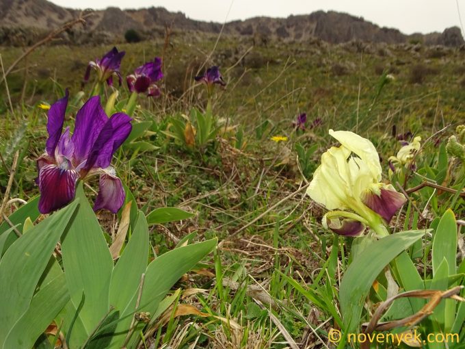 Image of plant Iris pseudopumila