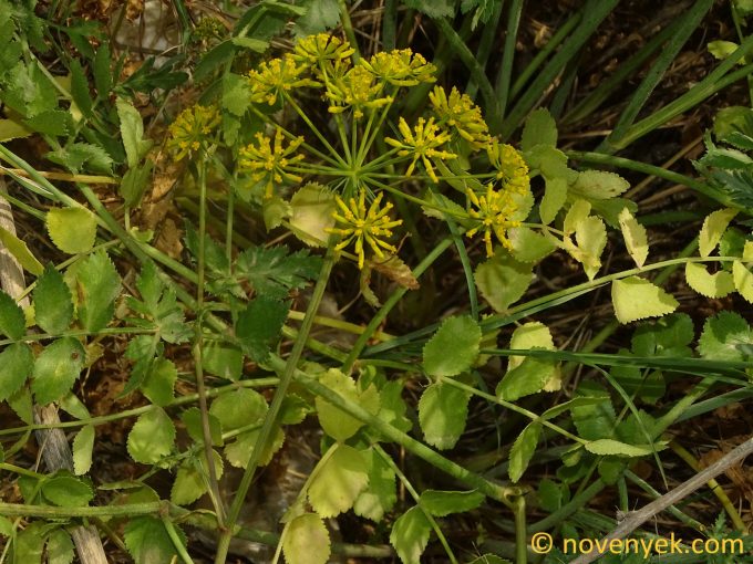 Image of plant Kundmannia sicula
