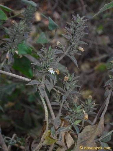 Image of plant Lepidagathis cuspidata