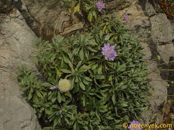 Image of plant Lomelosia cretica