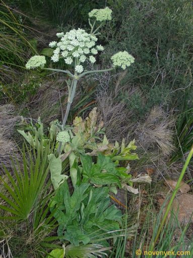 Image of plant Magydaris pastinacea