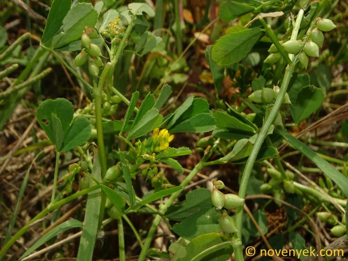 Image of plant Melilotus messanensis