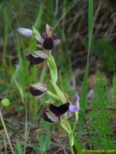 Image of plant Ophrys bertolonii