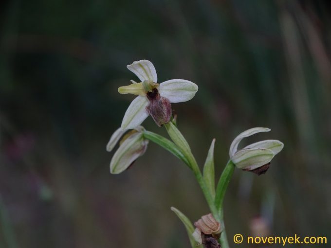 Image of plant Ophrys exaltata