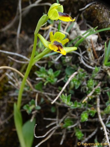 Image of plant Ophrys sicula