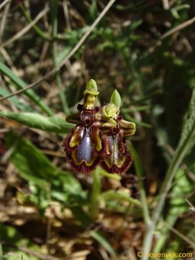 Image of plant Ophrys speculum