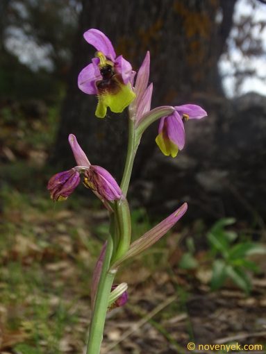 Image of plant Ophrys tenthredinifera