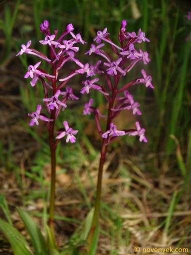 Image of plant Orchis brancifortii