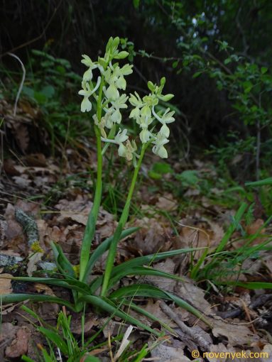 Image of plant Orchis provincialis