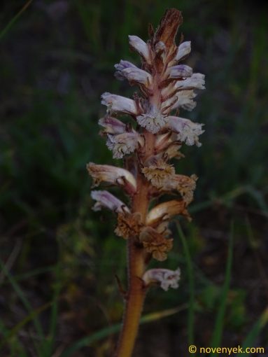 Image of plant Orobanche crenata