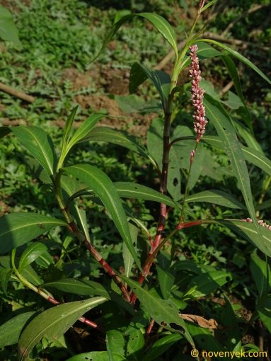 Image of plant Persicaria decipiens