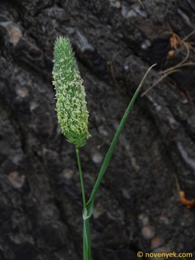 Image of plant Phalaris coerulescens