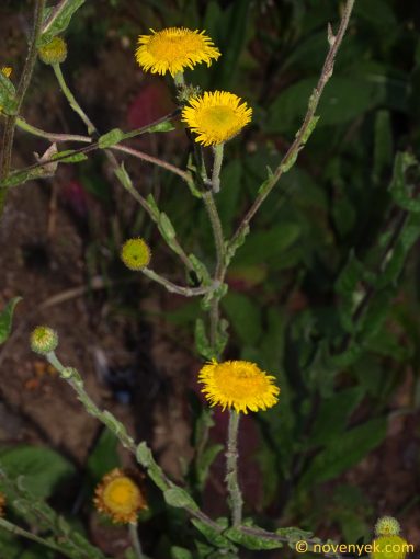 Image of plant Pulicaria odora