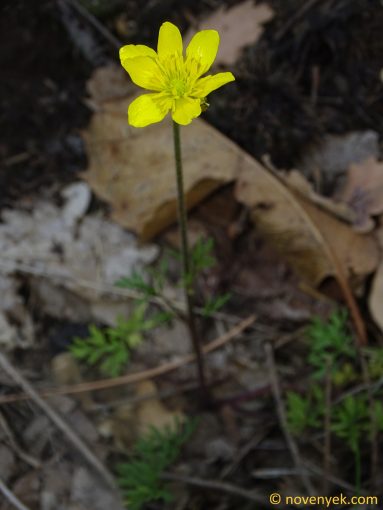 Image of plant Ranunculus millefoliatus