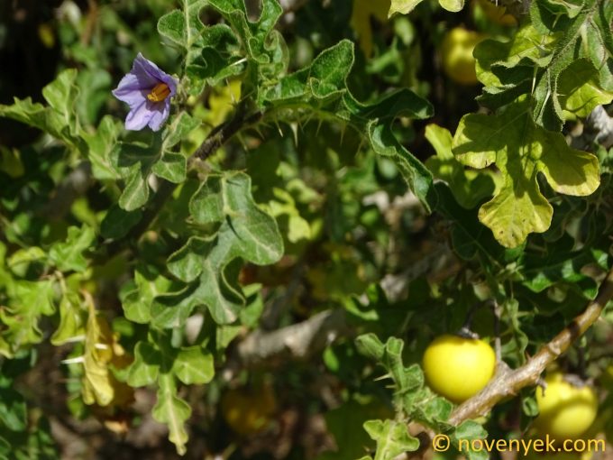 Image of plant Solanum linnaeanum