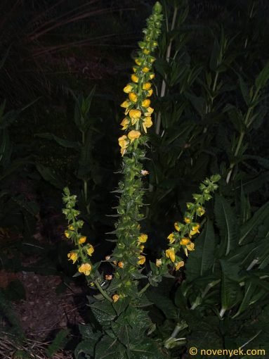 Image of plant Verbascum creticum