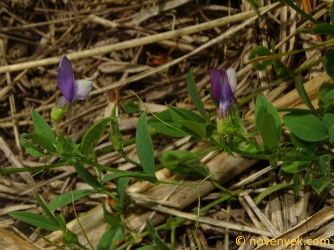 Image of plant Vicia bithynica