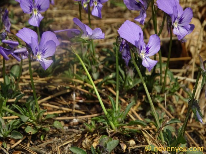 Image of plant Viola aethnensis