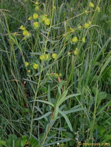 Image of plant Euphorbia saratoi