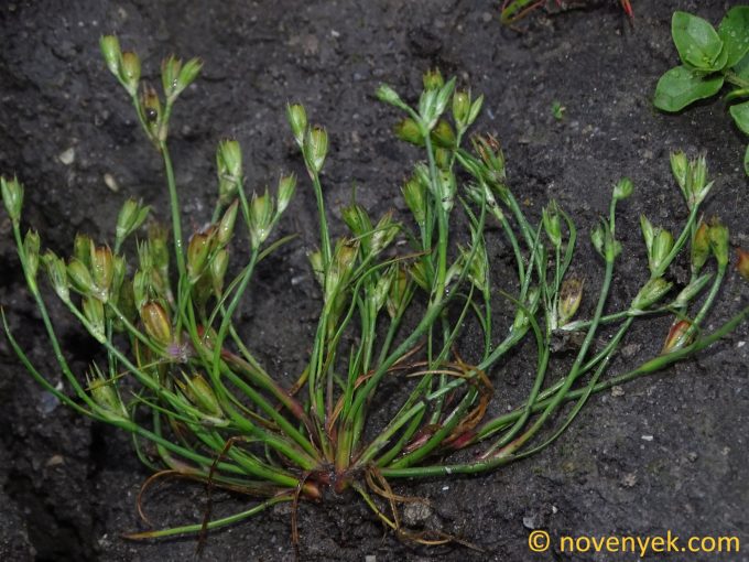 Image of plant Juncus ranarius