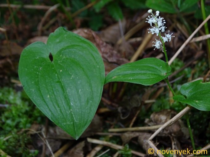 Image of plant Maianthemum bifolium