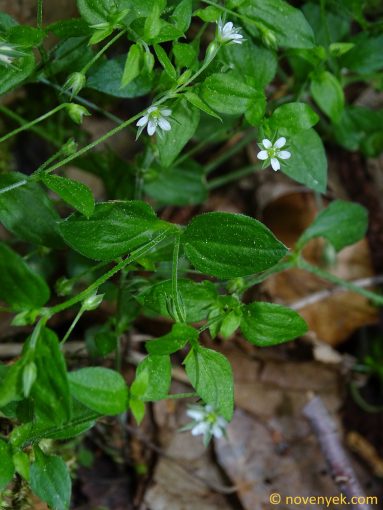 Image of plant Moehringia trinervia