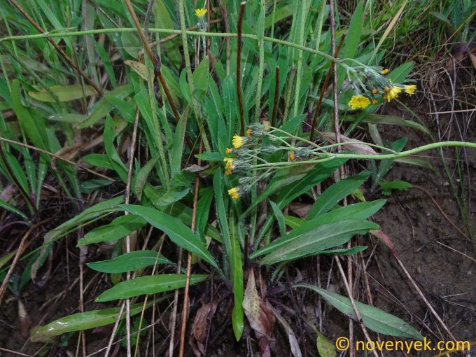 Image of plant Pilosella polymastix