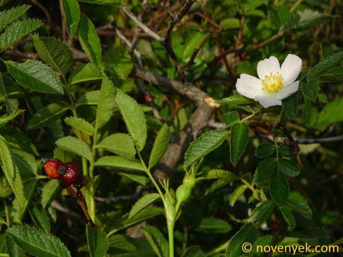 Image of plant Rosa inodora