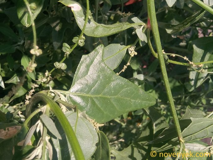 Image of plant Atriplex micrantha