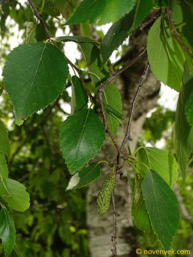 Image of plant Betula papyrifera