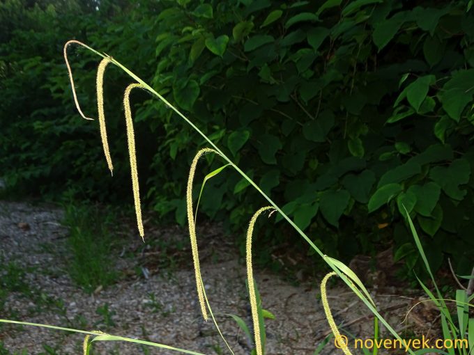 Image of plant Carex agastachys