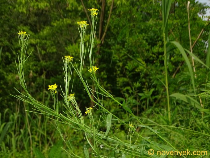 Image of plant Erysimum andrzejowskianum