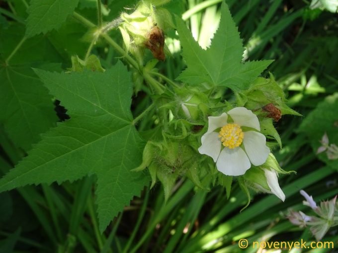 Image of plant Kitaibelia vitifolia