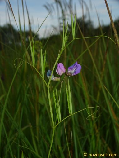 Image of plant Lathyrus palustris