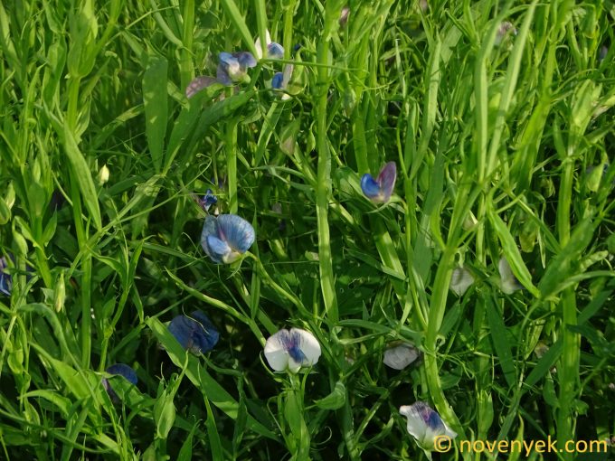 Image of plant Lathyrus sativus