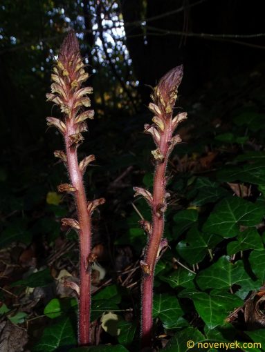 Image of plant Orobanche hederae