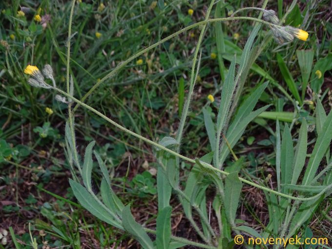 Image of plant Pilosella calodon