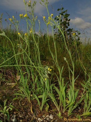 Image of plant Pilosella cymosiformis