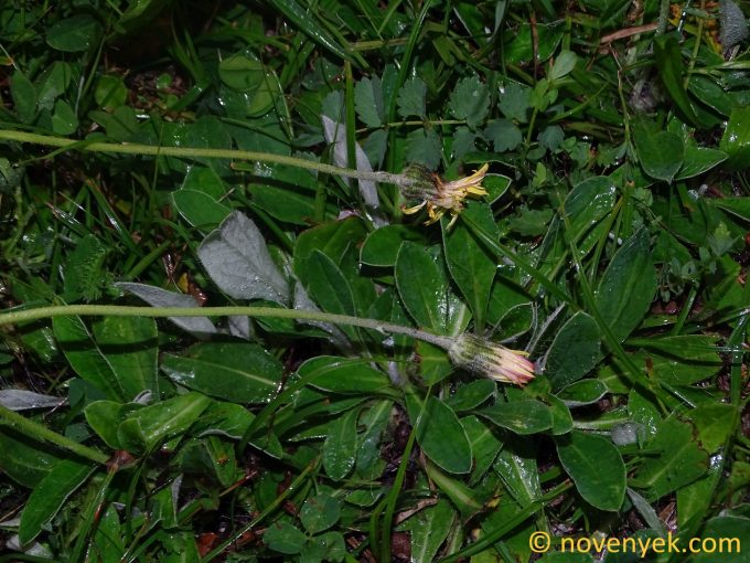 Image of plant Pilosella hypeuria